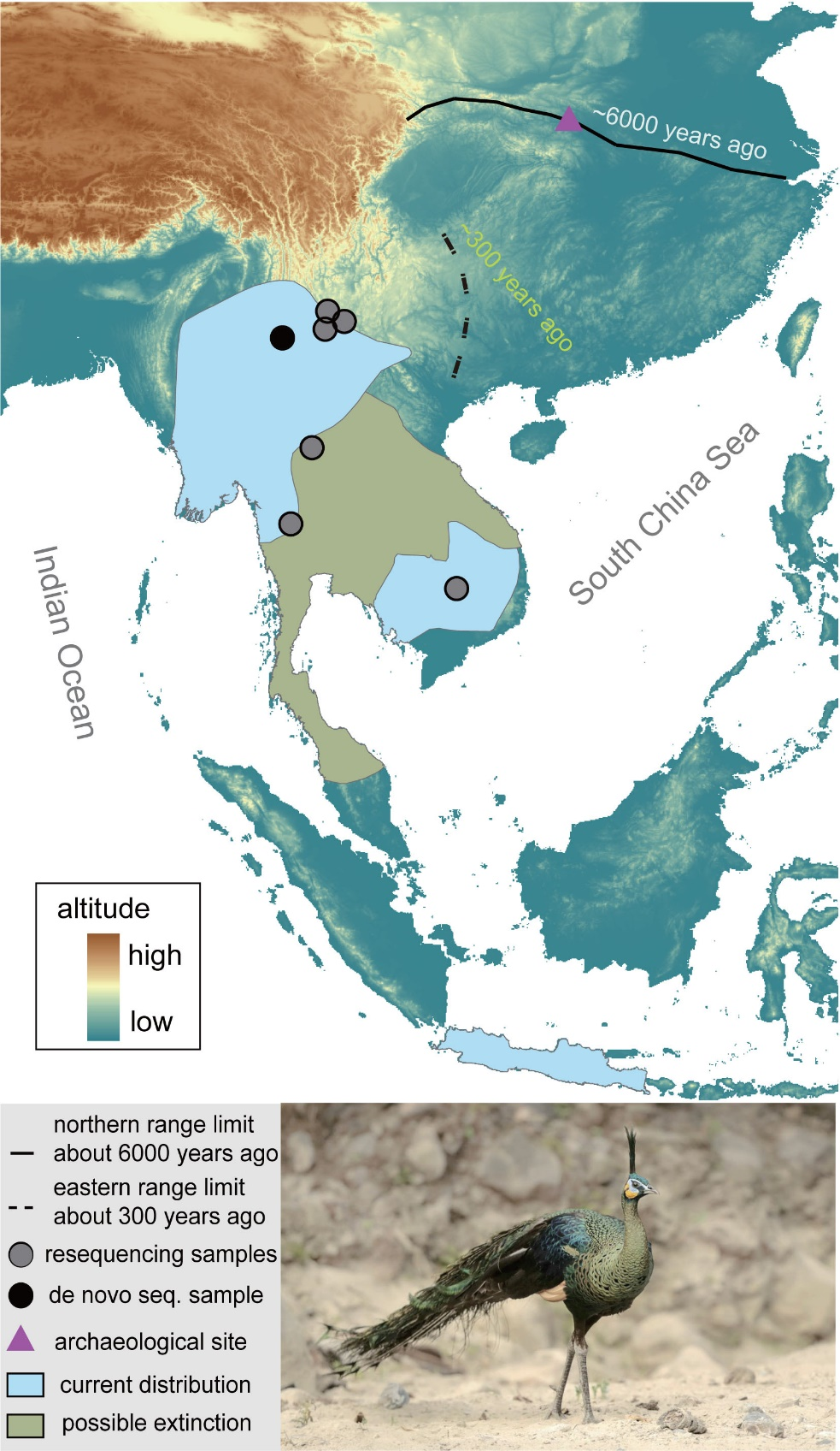 图2. 绿孔雀的分布及研究中的采样信息。