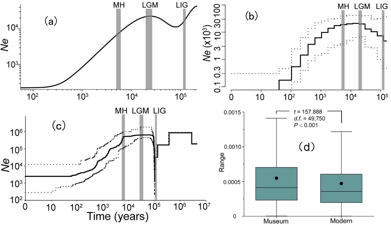 图3. 基于多种方法重建的绿孔雀的历史种群动态（a，b，c）以及历史标本（Museum，~50年前）与当前样本（Modern）的遗传多样性比较（d）。其中，MH代表中全新世（~6000年前）、LGM代表末次冰盛期（~2万年前），LIG代表末次间冰期（~12万年前）。