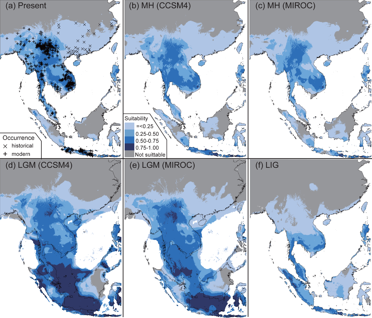 图4.不同历史气候模型下的适宜分布面积动态。其中CCSM4和MIROC分别代表不同的历史气候模型。时间段缩写解释见图2。