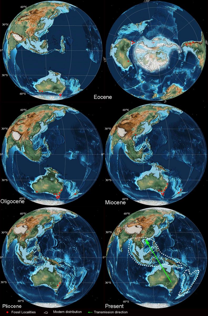 图1 古地理图显示不同时期鸡毛松属大化石分布及其可能的迁徙路线