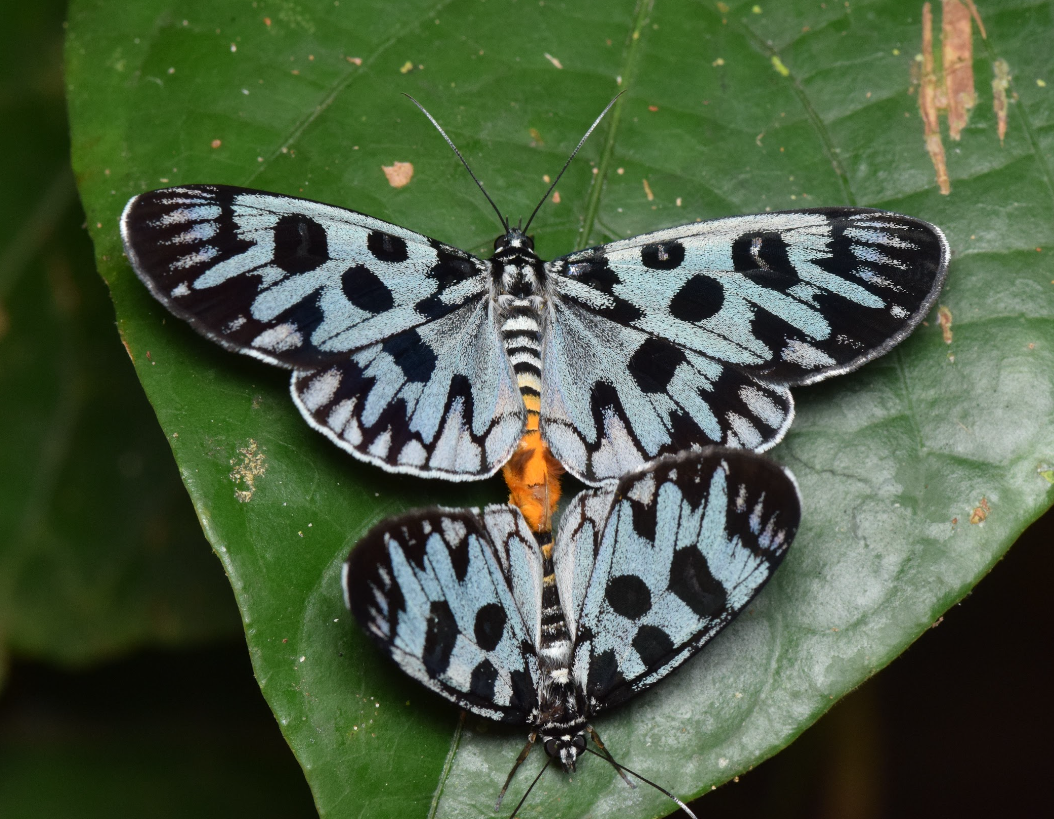 009e22c8871f6af9c063720b4c8264d4