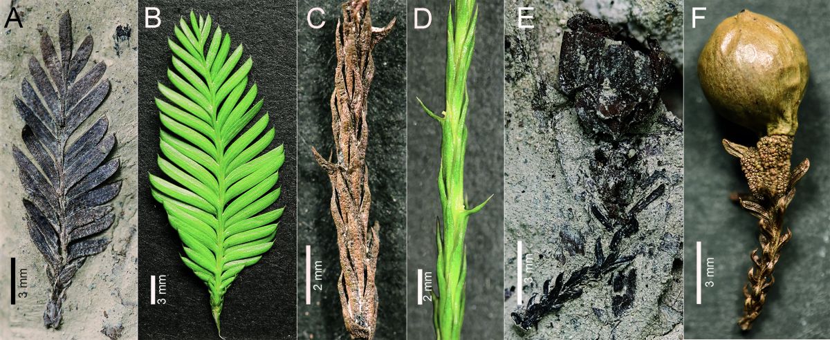 图2 华南中新世鸡毛松属化石和现代种Dacrycarpus imbricatus (Blume) de Laubenfels 的不同器官