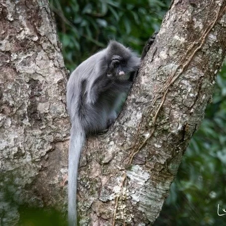 印支灰叶猴