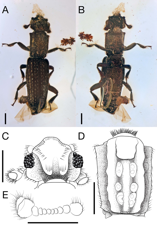图1 Lenax karenae Liu, Tihelka, McElrath and Yamamoto
