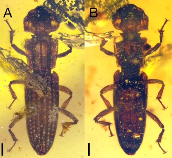 图3 Cretolenax diabolus Tihelka, Liu, McElrath and Yamamoto