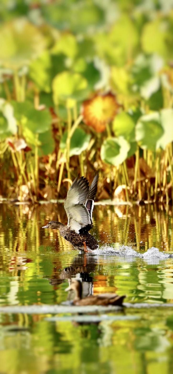 image-20221209155809-2