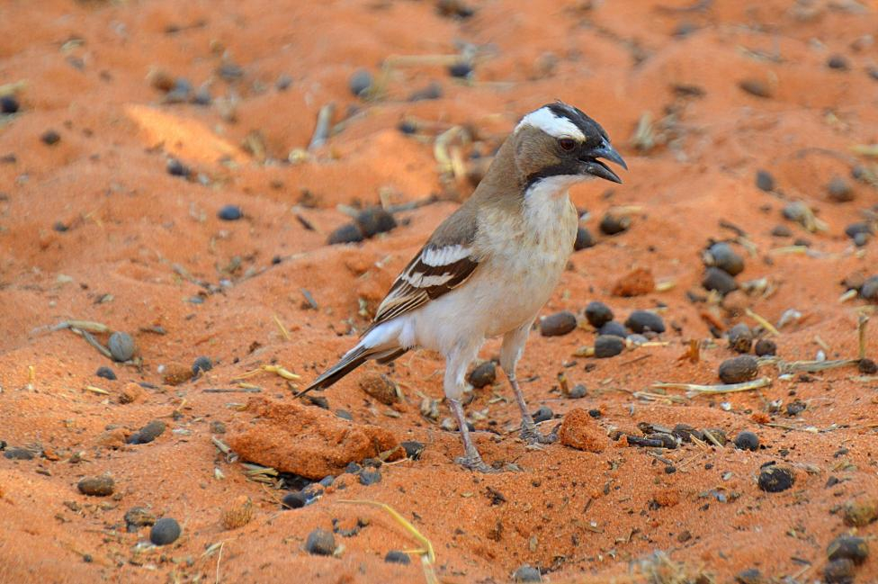 image-20230114185519-1