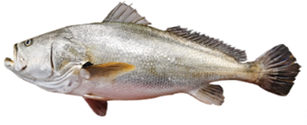 image-20240122092613-1